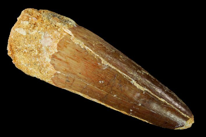 Spinosaurus Tooth - Real Dinosaur Tooth #154004